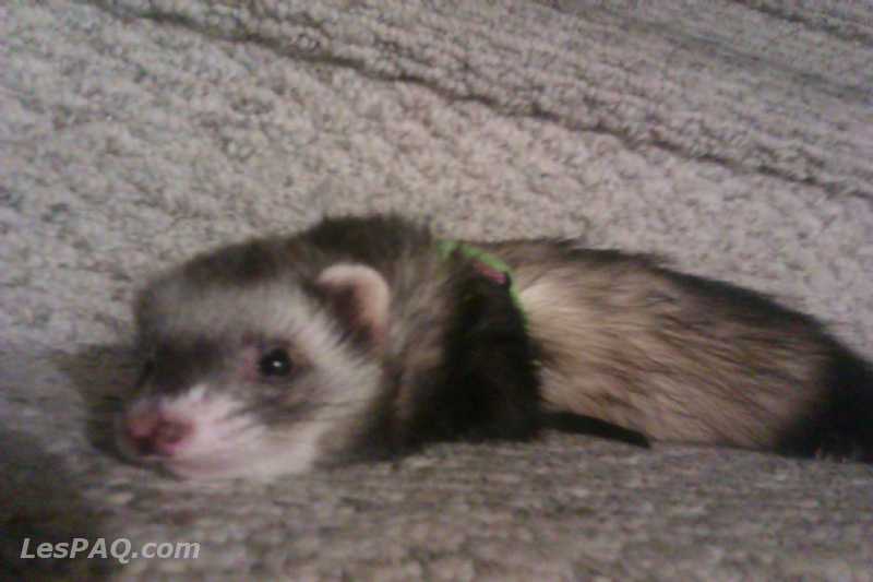 Furet Mimmzy