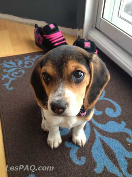 chiots beagle