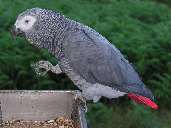 Perroquets Gris du Gabon disponibles
