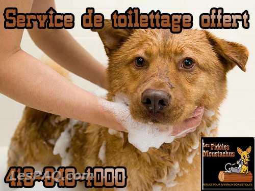 Service de toilettage dans un refuge.