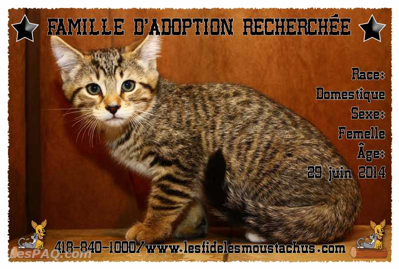 Chaton pour adoption venant d'un refuge