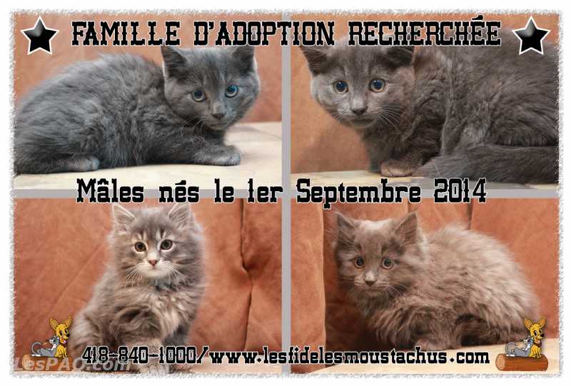 Plusieurs chatons provenant d'un refuge