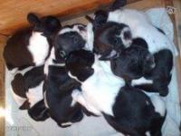 Mise en offres de mes chiots bouledogue