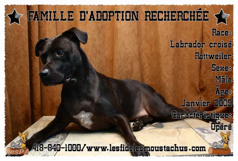Labrador cr. rottweiler pour adoption