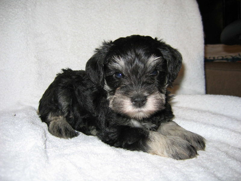  Chiots schnauzer nain /portée déc.2014