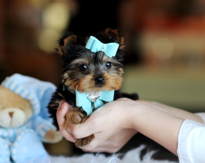 Chiots Teacup Yorkie pour adoption