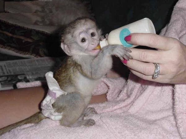 Adorables bébés singe capucins  