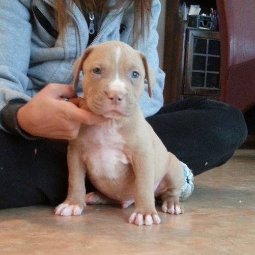 Pitbull red nose