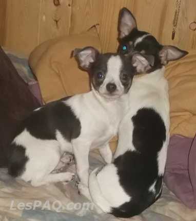 2 chihuahua male   5mois 