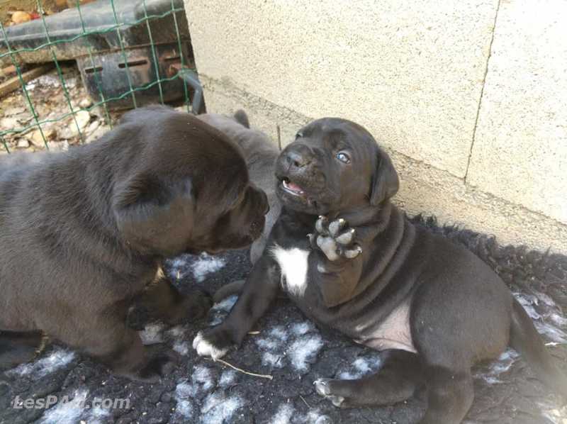 deux femelles et un mâle Cane Corso