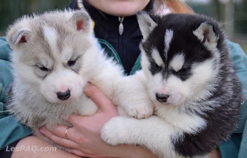 Husky