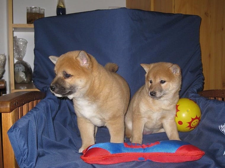 Shiba Inu