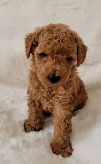 Stunning Toy poodle puppies available