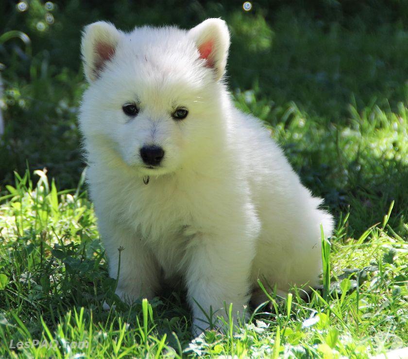   Adorable Chiot berger blanc Suisse à donner