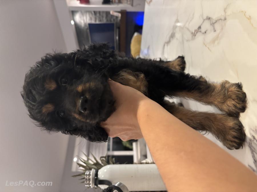 Mini Cockapoo ''phantom'' rare!!