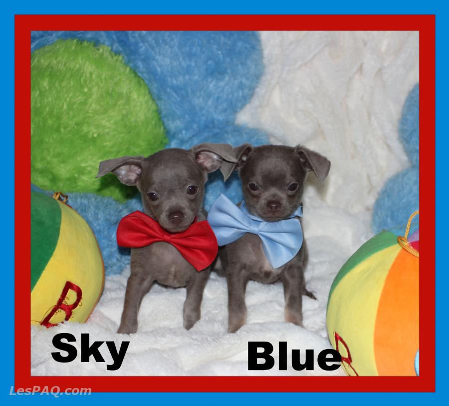 Chihuahua Mâle bleu 