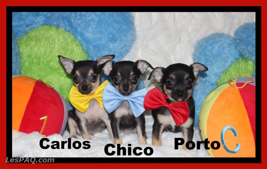 Chihuahua Mâle mini poils court