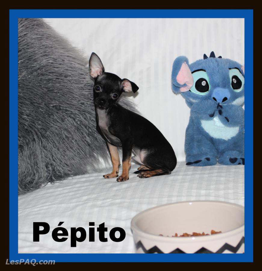 Chihuahua Mâle mini poils court