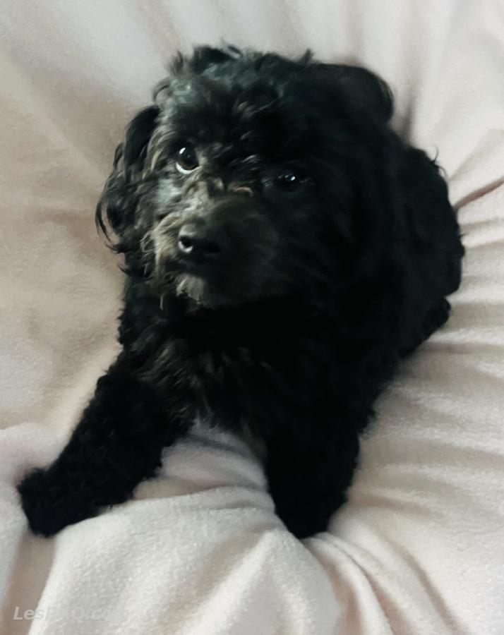 caniche toy et yorshire