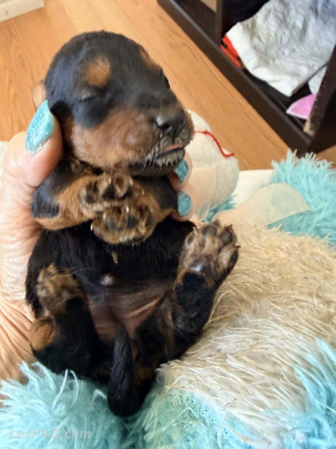 Welsh Terrier